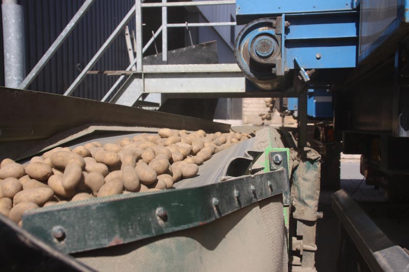 Storage and transhipment of seed potatoes