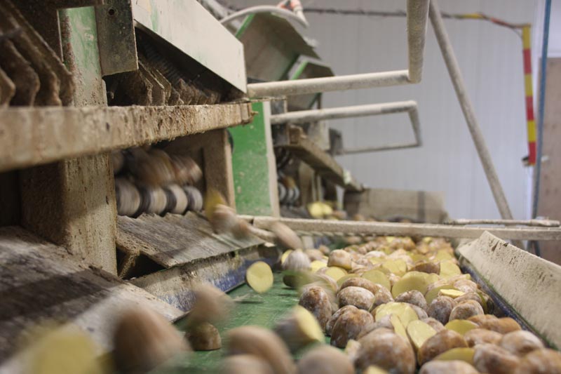 Cutting seed potatoes