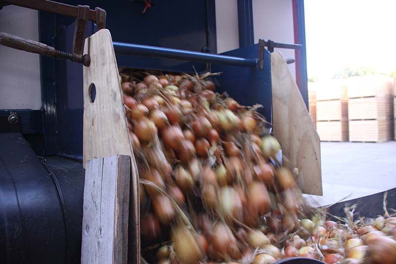 Storage and transhipment of onions