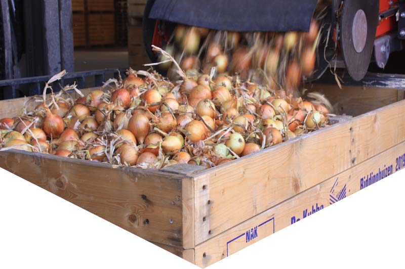 Storage and transhipment of onions